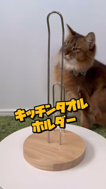キッチンホルダー前に座る猫