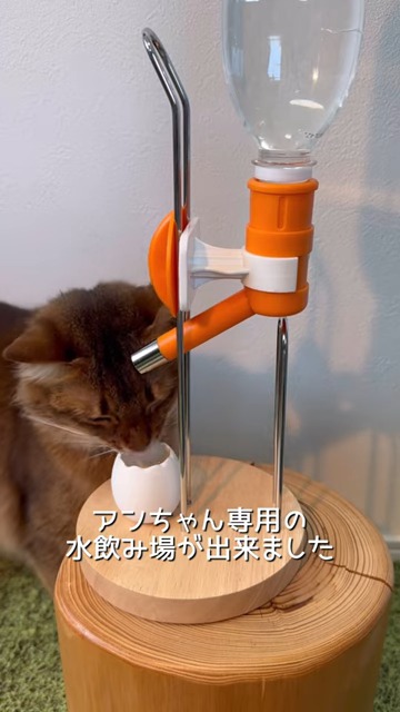 水が気になる猫