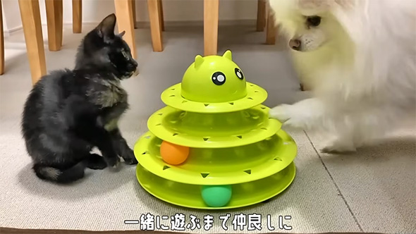 一緒に遊ぶまで