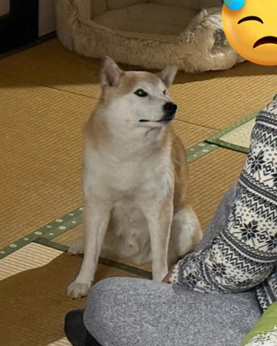 パパさんと結託する柴犬