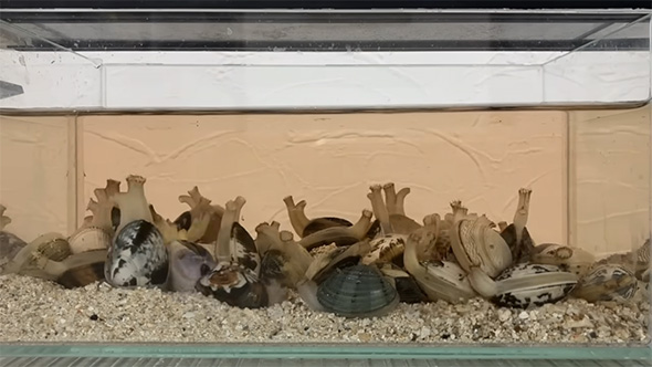 水管を伸ばすアサリ