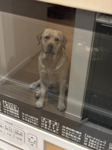 オーブンの扉に映るラブラドールのワンコ
