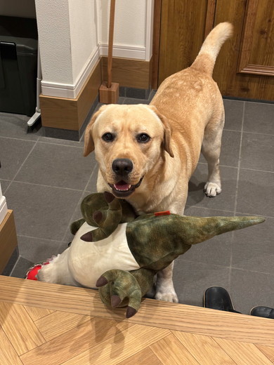 お散歩前のラブラドールのワンコ