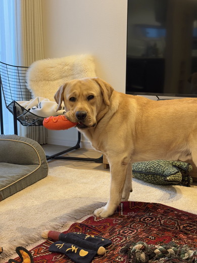 おもちゃをくわえるラブラドールのワンコ