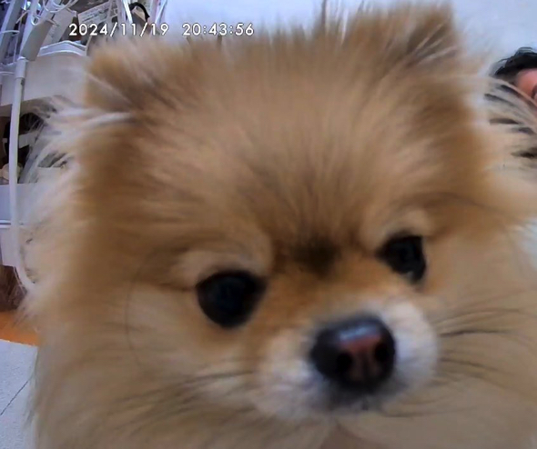 最高にかわいいワンコのセルフィー