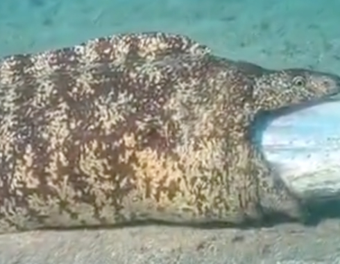 様子のおかしいウツボ