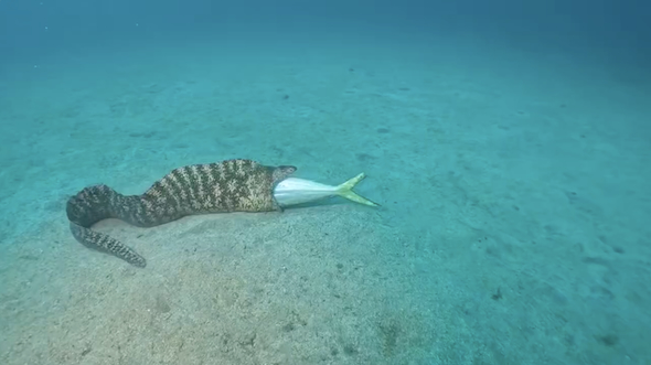 これ以上飲み込めなくなったもよう