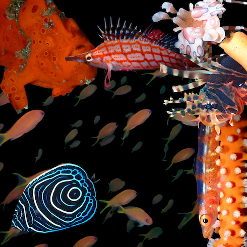 カラフルな海の生き物