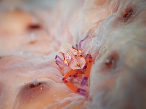 ウミウシカクレエビ