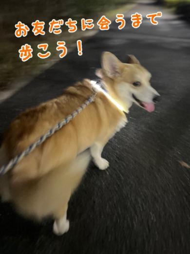 テンション爆上がりコーギー