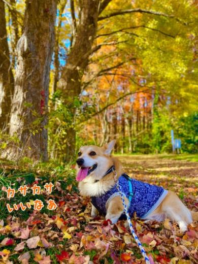 テンション爆上がりコーギー