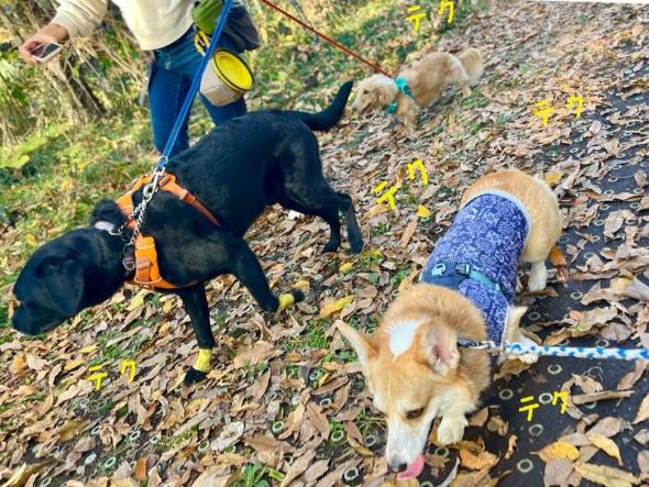 テンション爆上がりコーギー