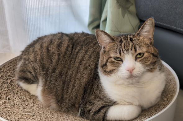 モーニングルーティン