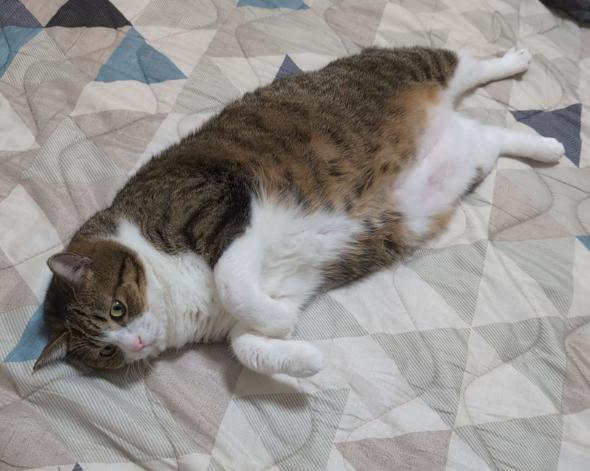 敷布団がお気に入りになった猫