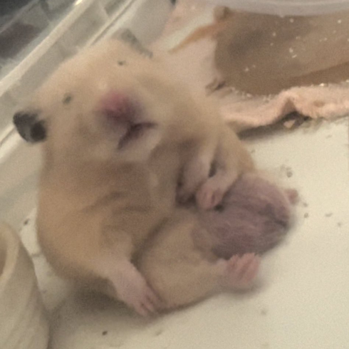 疲れた様子のハムスター