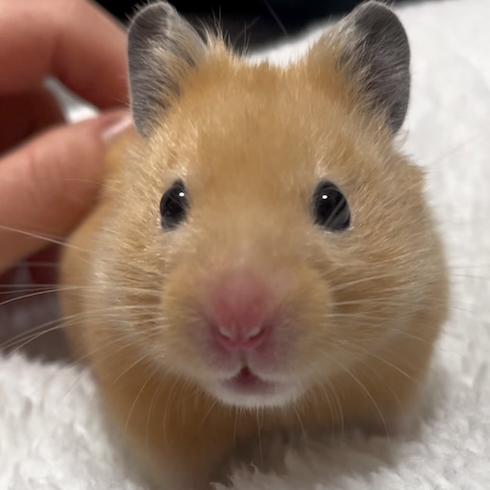 キュートなハムスター