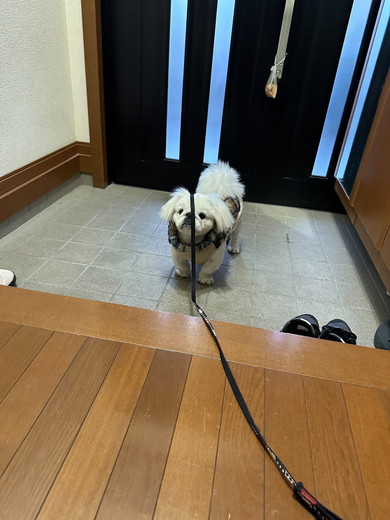 たたきに立っているワンコ