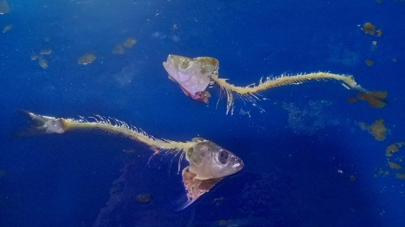 マダコがイワシをきれいに食べる