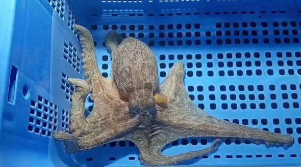 マダコがイワシをきれいに食べる