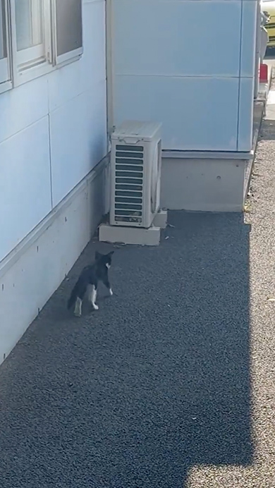 子猫のビフォーアフター