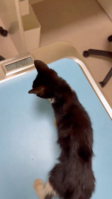 子猫のビフォーアフター