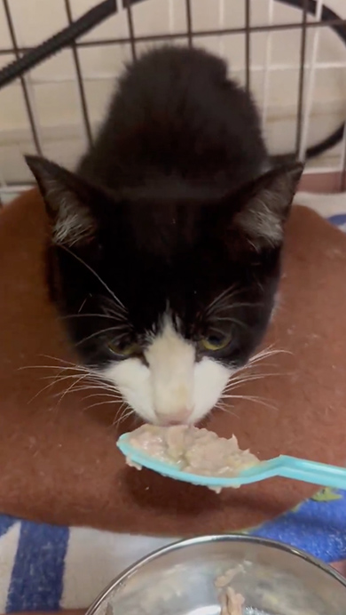 子猫のビフォーアフター