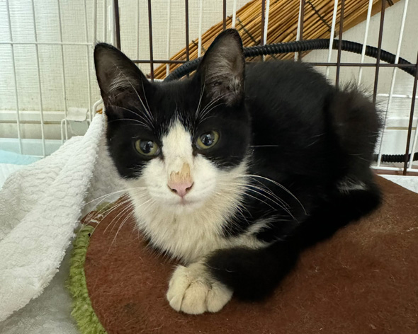 子猫のビフォーアフター