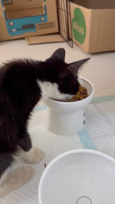 子猫のビフォーアフター