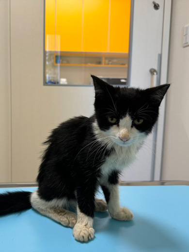 子猫のビフォーアフター