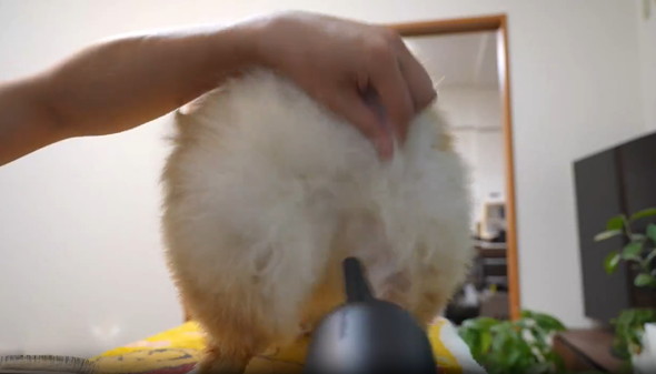 口を拭く賢い犬