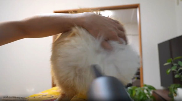 口を拭く賢い犬