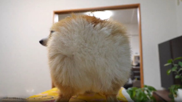 口を拭く賢い犬