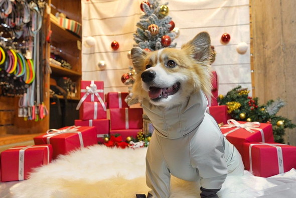 口を拭く賢い犬