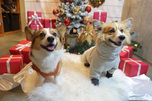 口を拭く賢い犬