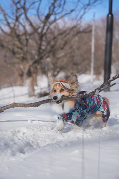 口を拭く賢い犬