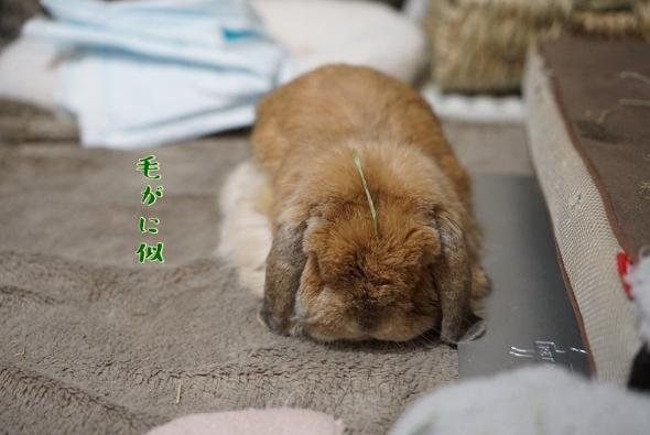 毛ガニ似のまめじ君