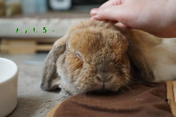 なでてほしいまめじ君