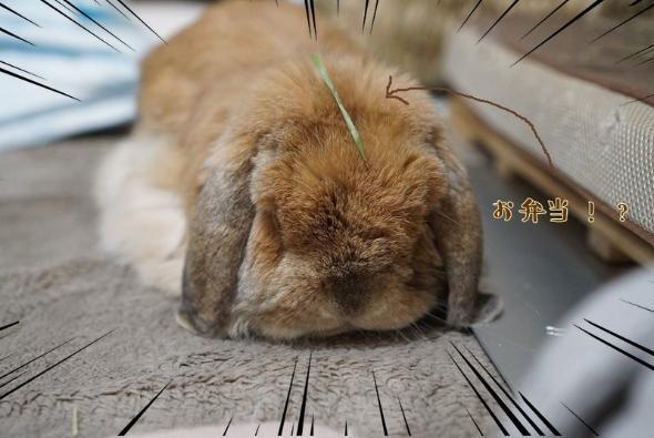 毛ガニ似のまめじ君