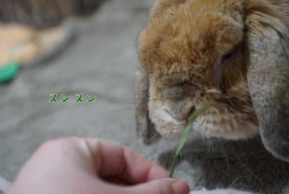 スンスンするまめじくん