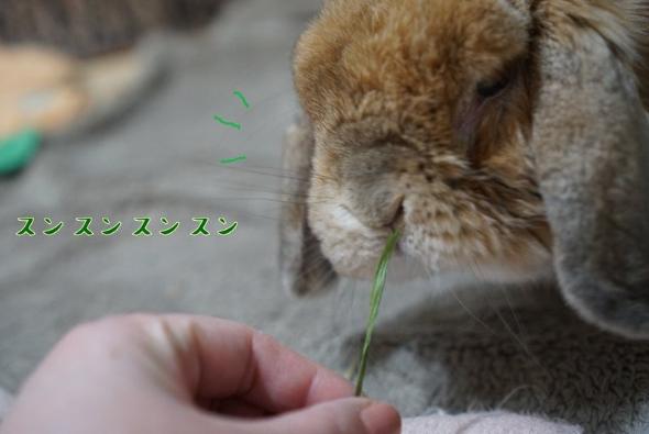 毛ガニ似のまめじ君