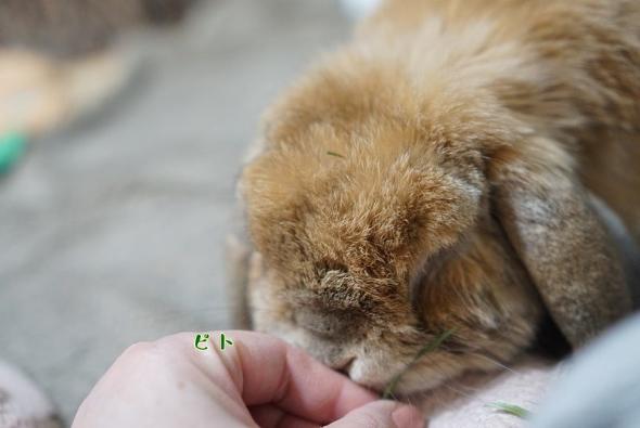 毛ガニ似のまめじ君