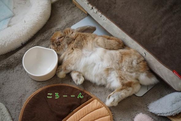 なでてほしいまめじ君