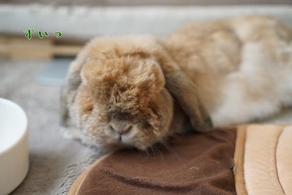 なでてほしいまめじ君