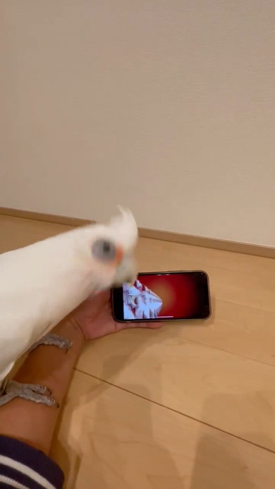 頭を振るオウム