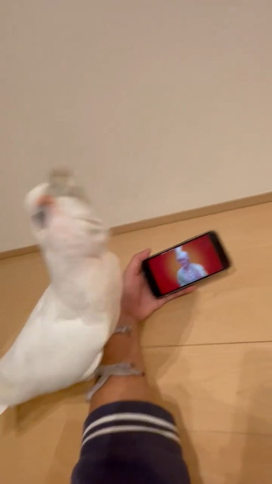 激しく踊るオウム