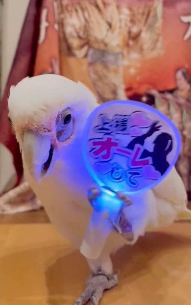 うちわを振るオウム