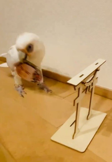 写真をくわえるオウム