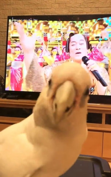 ポーズを取るオウム