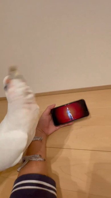 激しく動くオウム