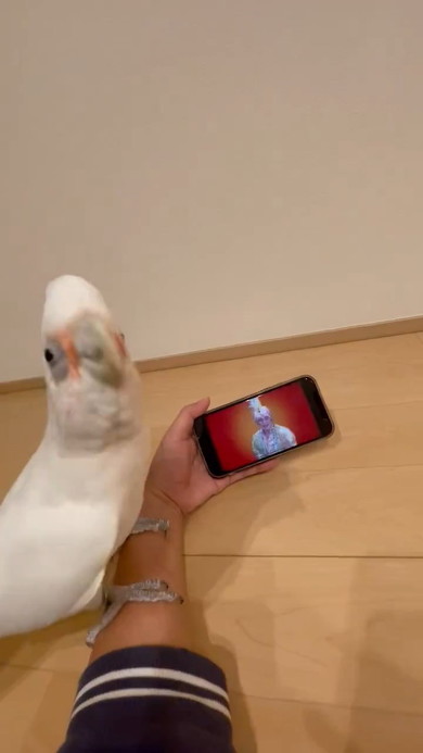 キメ顔のオウム